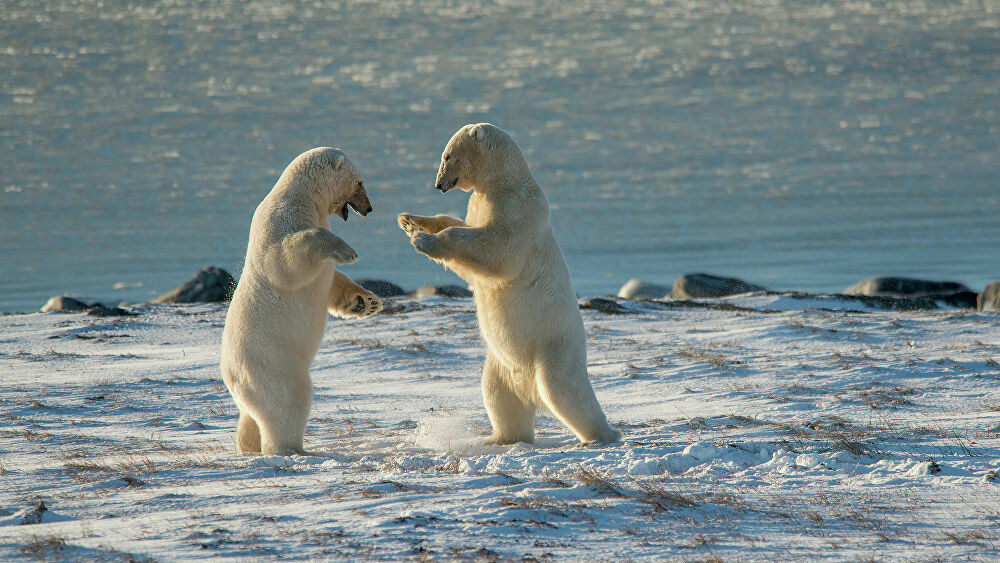 13638402_0_0_2481_1635_1000x659_80_0_0_f81247515b8d3f4be78bedf350c17d1e[1]